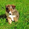 A fluff ball in the grass